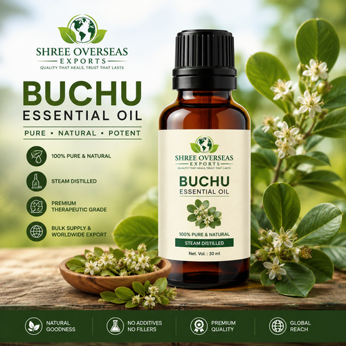 Buchu Essential Oil Wholesale Supplier A Complete B2B Sourcing Guide.png
