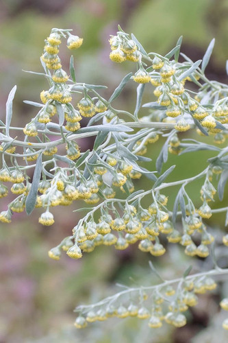 Grand wormwood or absinth sageworth or absinthium flowering plant. Artemisia absinthium.jpg