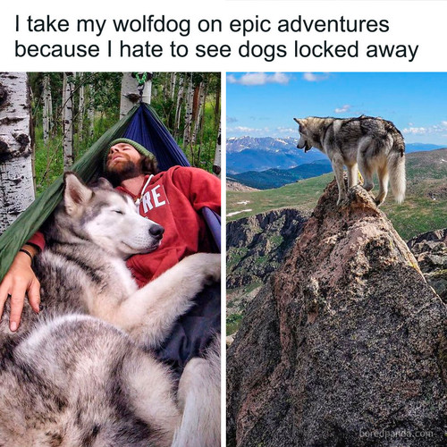 animals travel.jpg