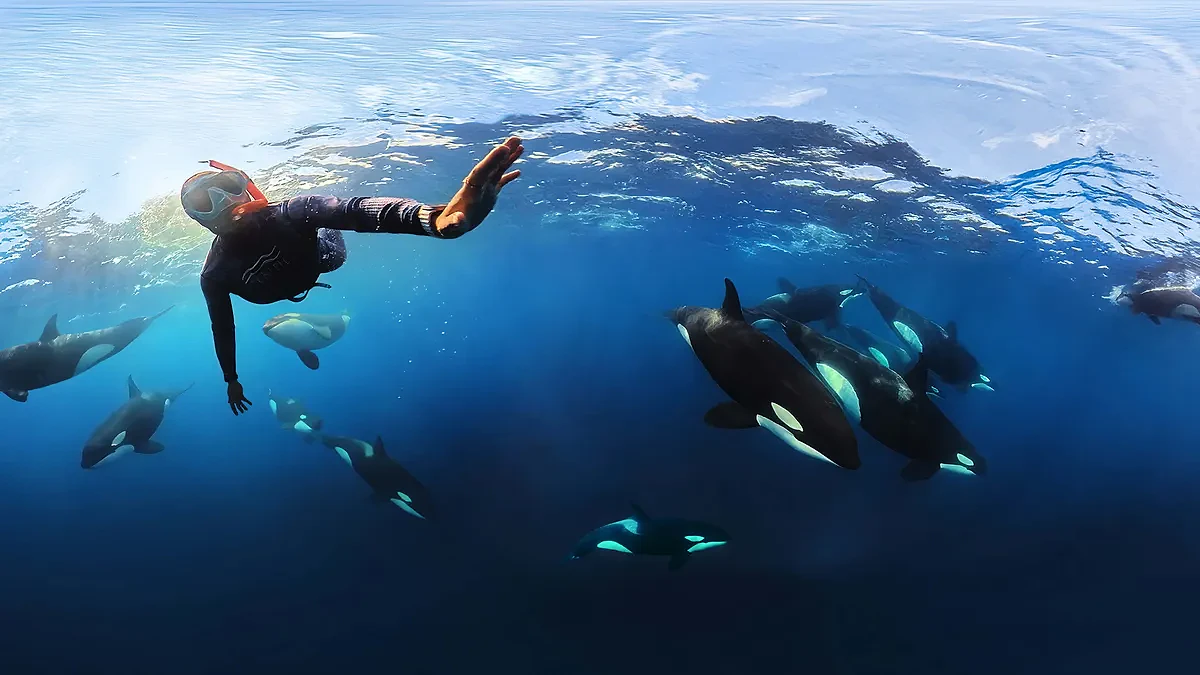 Diver swimming with orcas.