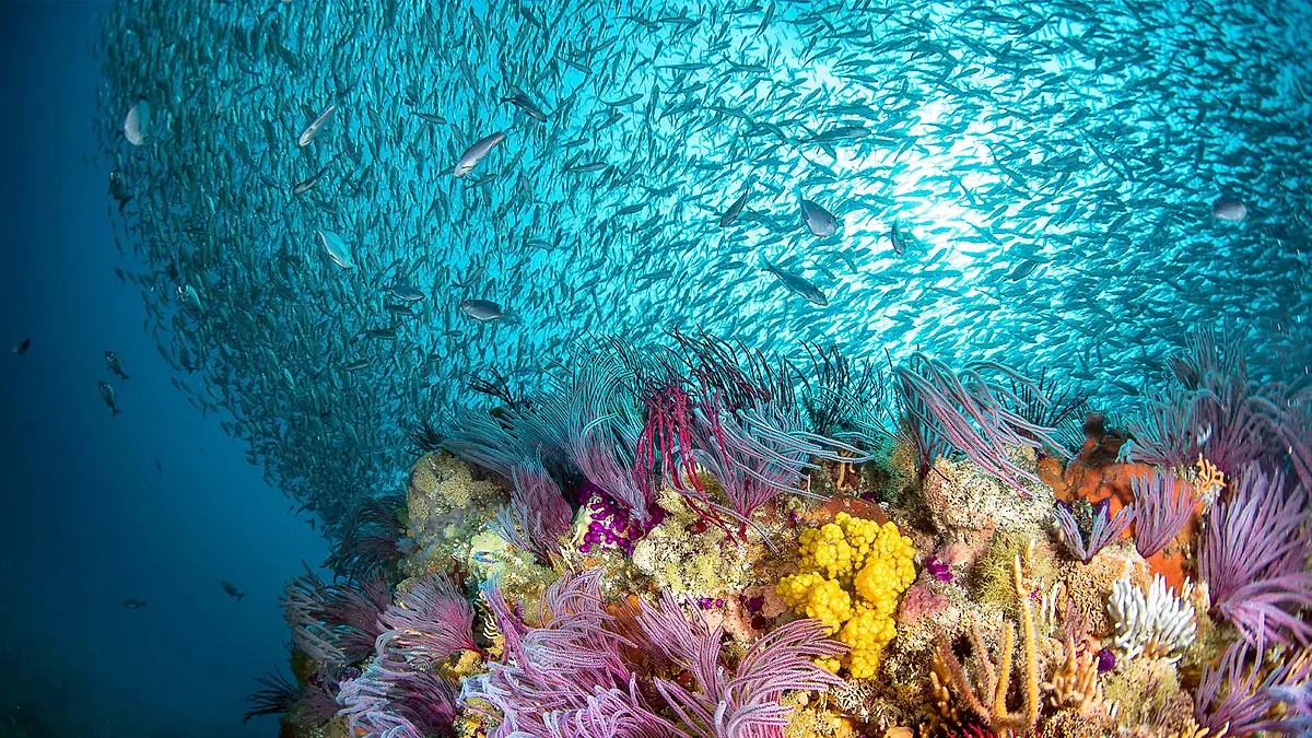 Coral and a school of fish.