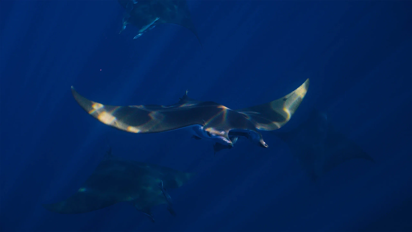 Eagle ray.