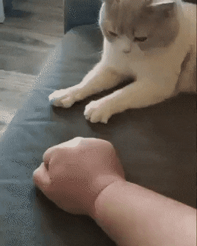 CsbzdNI.gif