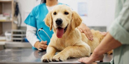 Best service for Pet Visits in Deptford.jpg