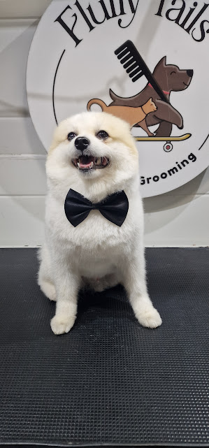 Affordable Pet Grooming in Qatar.jpg