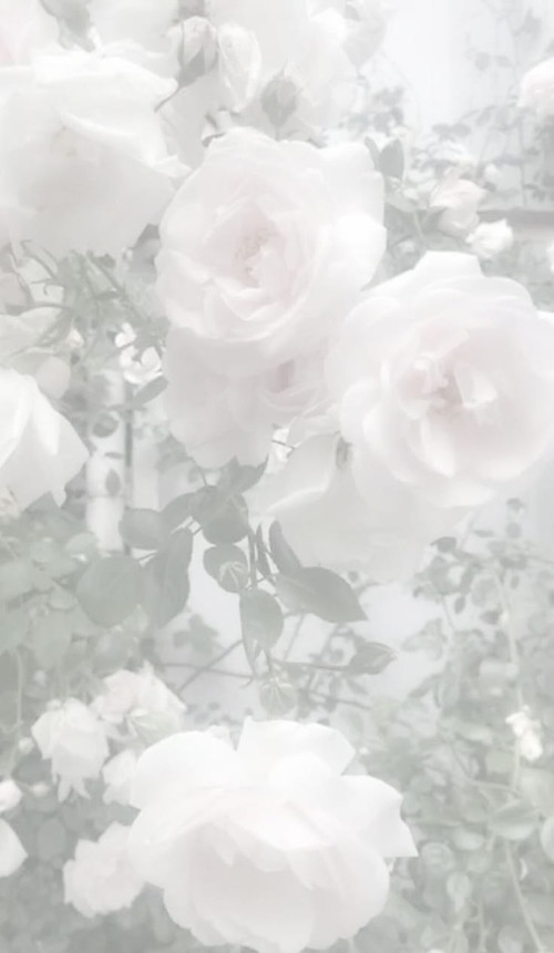 สวนดอกไม้.jpg