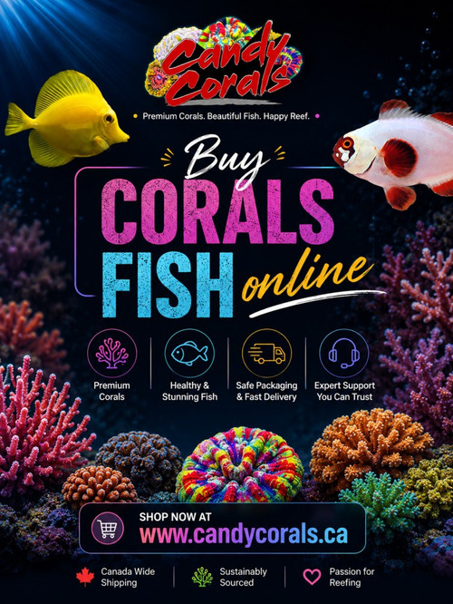 Buy Corals & Fish Online – Premium Reef Life for Your Aquarium.jpg