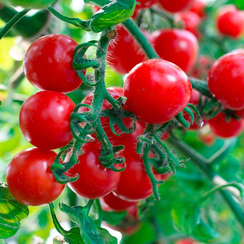 Cherry tomato2.jpg