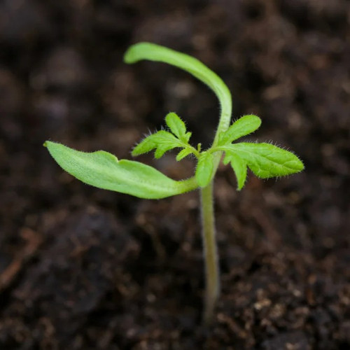 tomato seedling macro.jpg.jpg