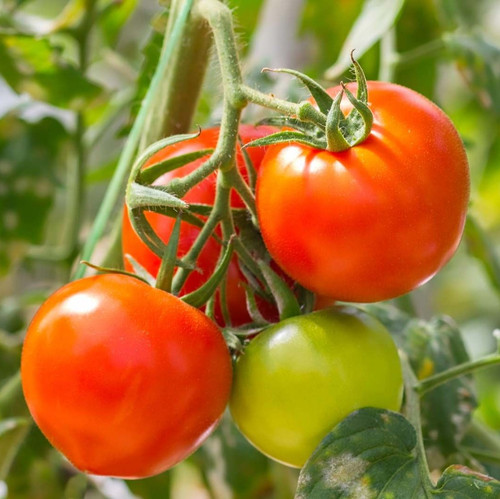 tomatoes tomato plant Fruit vegetable.jpg