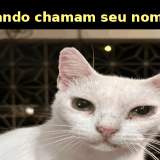 gato funny final.gif