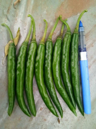 10 calyx f1 hybrid hot pepper soniya calyxseeds original imagevkggwjfkpdw.jpg