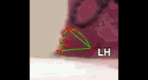 ad9e8f46d51a.gif