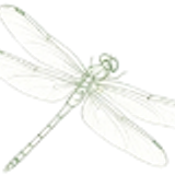 蜻蜓朝右