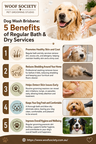 5 Benefits of Regular Bath & Dry Services.2