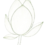 荷花苞