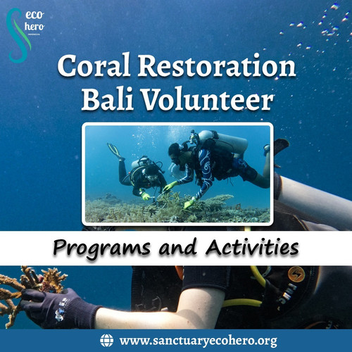 Coral Restoration Bali Volunteer Programs and Activities.jpg