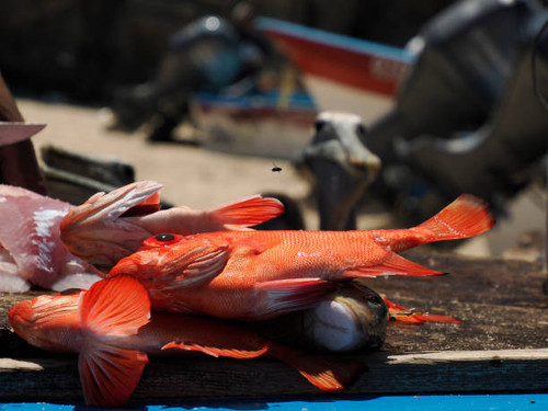 Saltwater Fly Fishing Mexico - The Xflats.jpg
