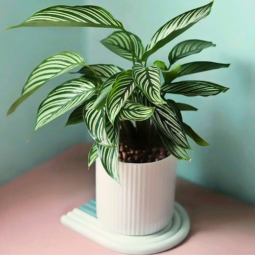 White pot in which the Calathea vittata houseplant is grown.jpg