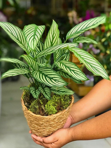 A pot of calathea vittata houseplant.jpg