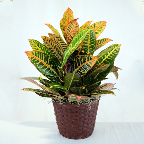 croton 1.jpg