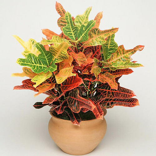 codiaeum variegatum excellent va.jpg
