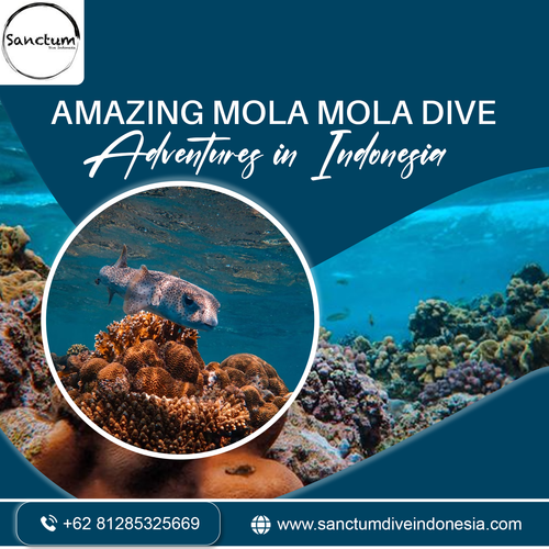 Amazing Mola Mola Dive Adventures in Indonesia.png