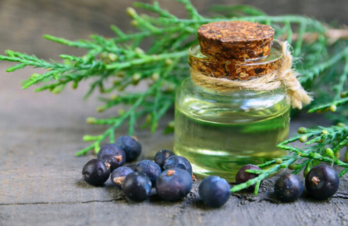 Juniper Berry Oil Manufacturers and Suppliers of Premium Quality Essential Oils.png