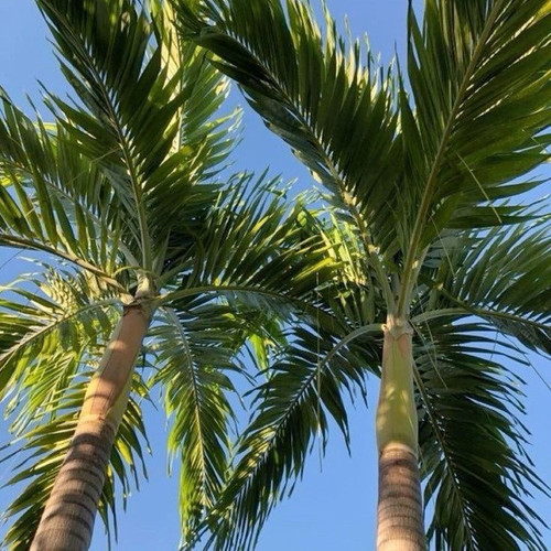 tropicbliss.jpg