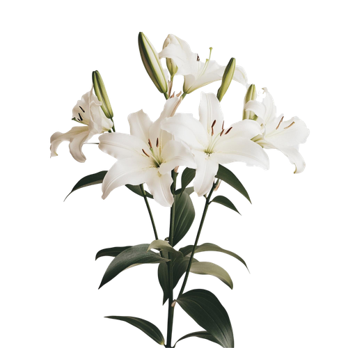 elegant white lilies bouquet stunning floral display.png