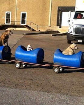 rescued dog train tractor stray eugene bostick 1.jpg
