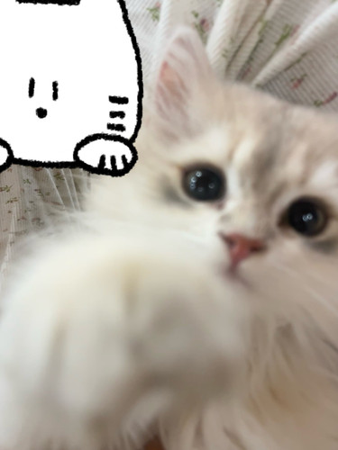 IMG 0338.jpg