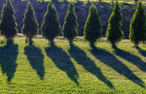 Privacy Screens: Best Trees for Blocking Neighbours.png