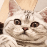 d9bcb169f817.gif