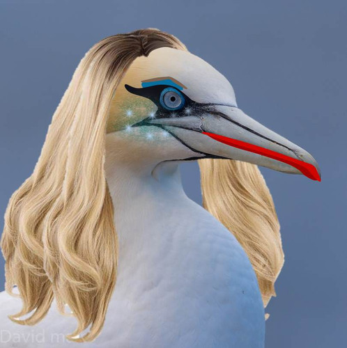 .Northern Gaynnet.jpg