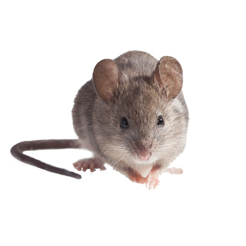 Pest Control Pikesville.jpg