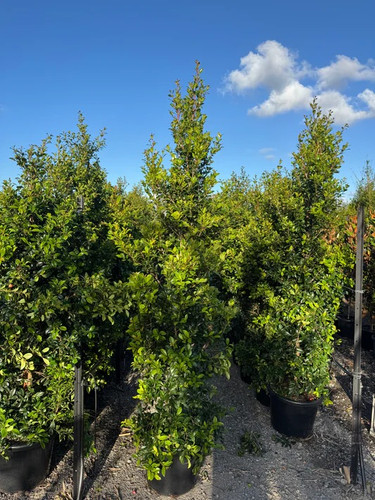 Lilly Pilly Plants for Sale in Sydney | The Bamboo Jungle.jpg