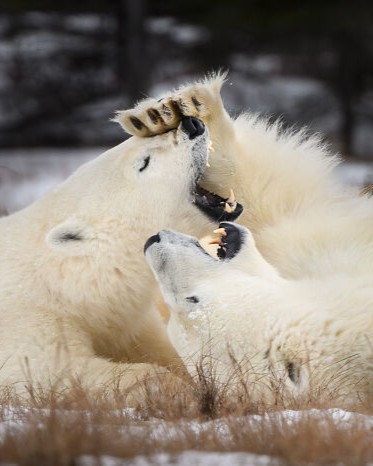 KristiOdomBoredPanda111 6a635c6bcda4f 700.jpg