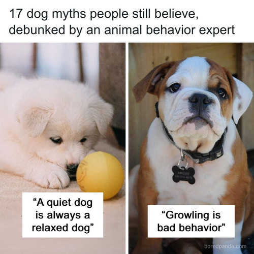 dog myths revealed animal behavior expert kristina spaulding.jpg