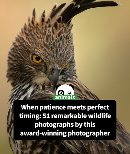 mesmerizing wildlife encounters kristi odom.jpg
