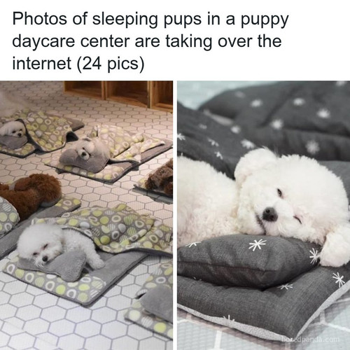 pets dogs.jpg