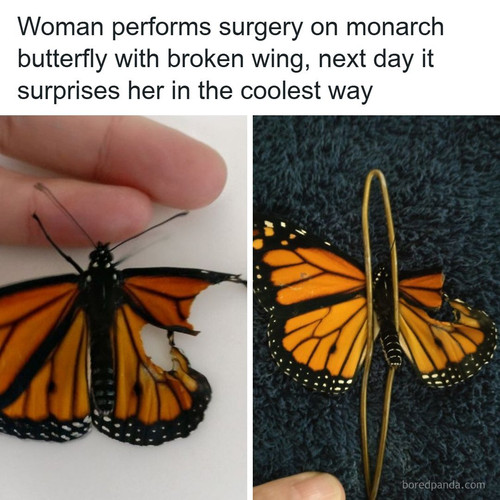 monarch butterfly wing transplantation.jpg