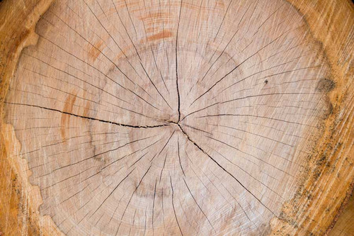 Best service for Stump Grinding in Seaford.jpg