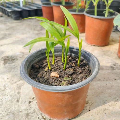 ArecaPam.jpg