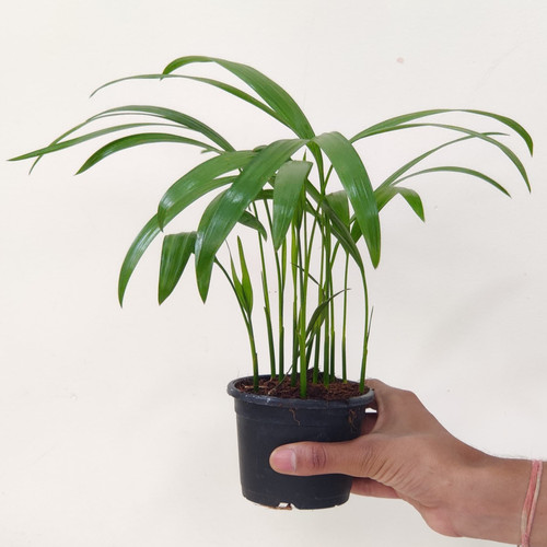 indoor areca palm plant tropical decor.jpg