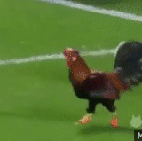 football4.gif