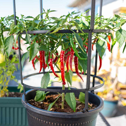 choosing and growing hot peppers 1403380 03 721ab1a0abdf406cb3055703df1acbb4.jpg