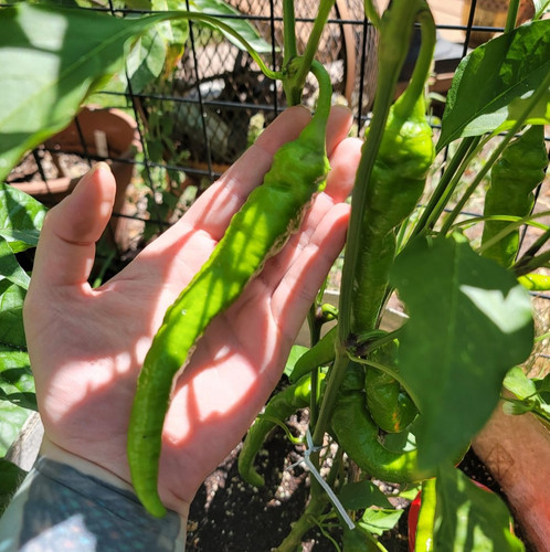 cayenne on steroids v0 z1t3k0ognfgf1.jpg