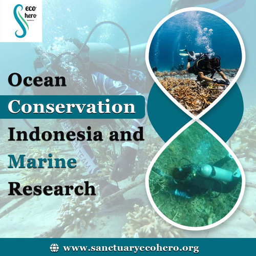 Ocean Conservation Indonesia and Marine Research.jpg