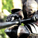 38a5aaf62f204a5c5413fe49a1521054.gif